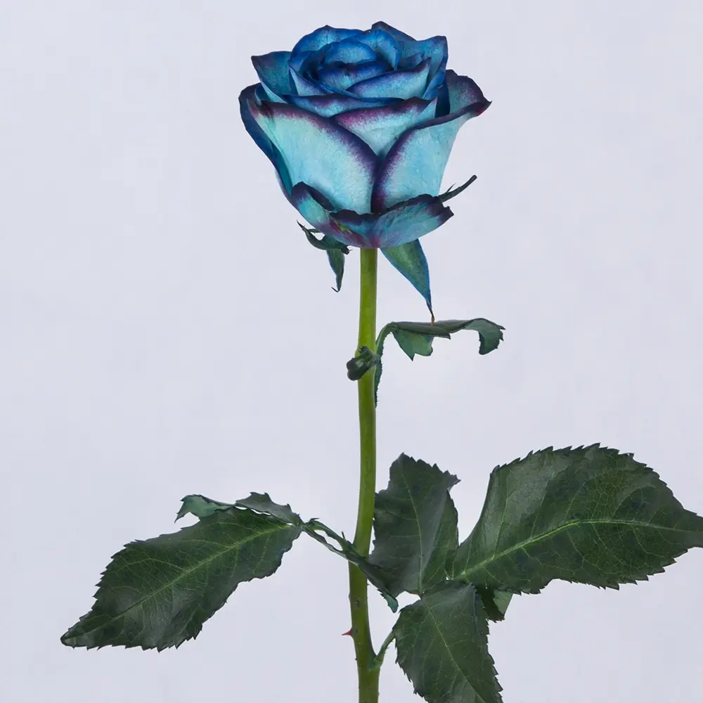 شاخه گل رز آبی