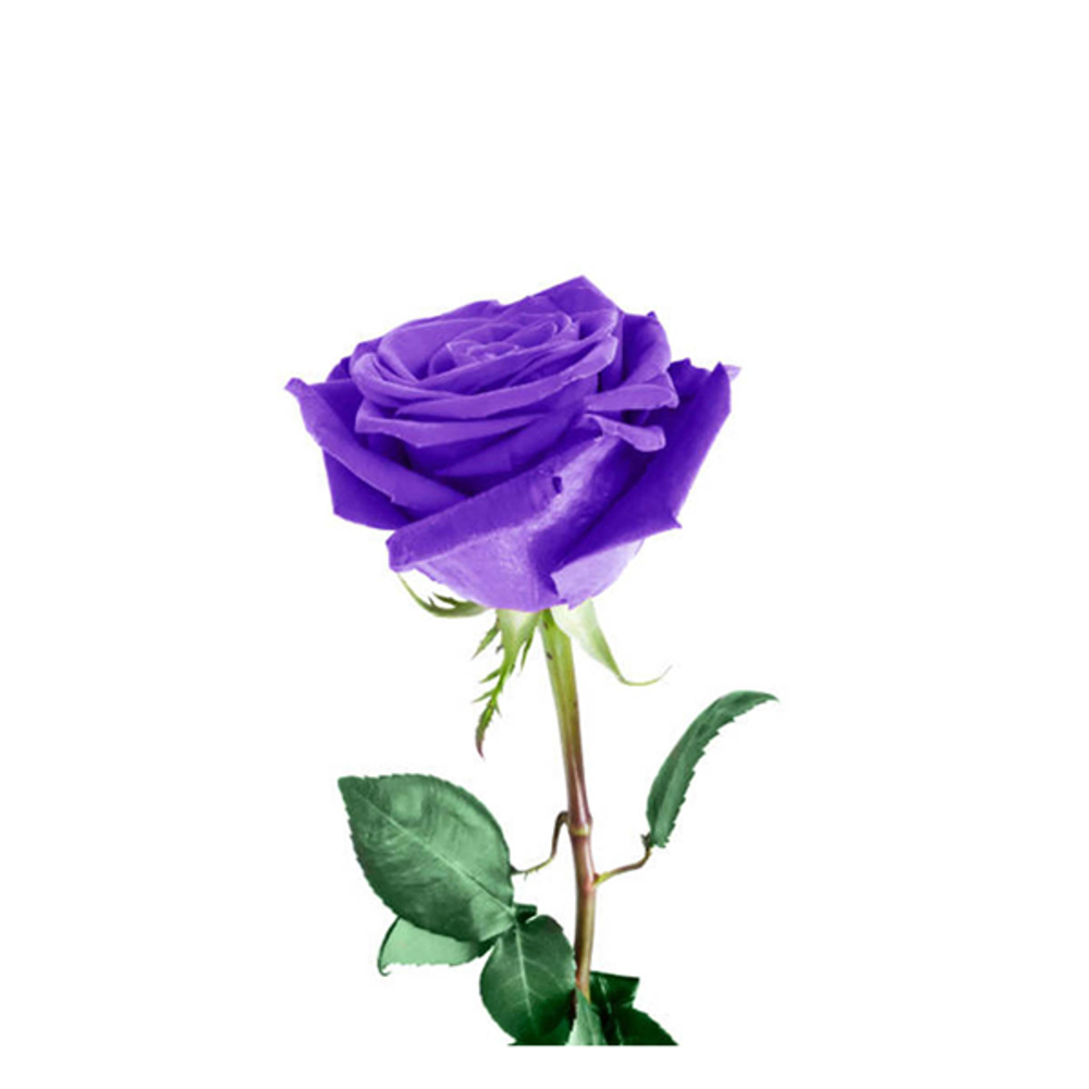 شاخه گل رز بنفش