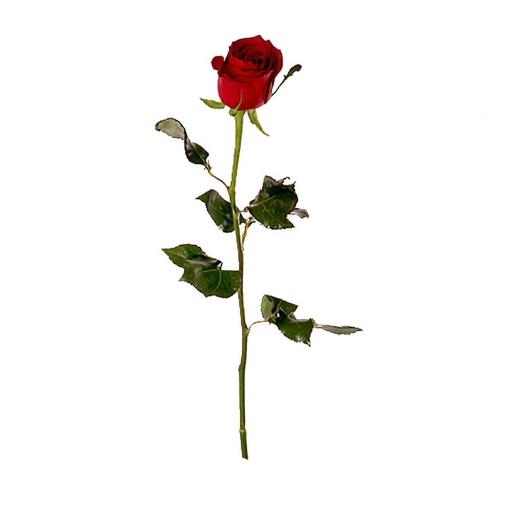 شاخه گل رز قرمز